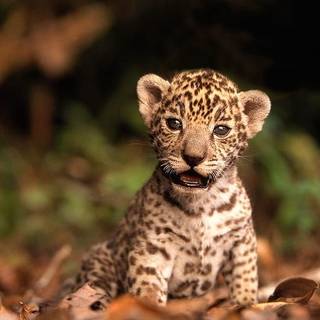 Baby jaguar hd wallpaper
