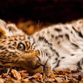 Baby jaguar hd wallpaper