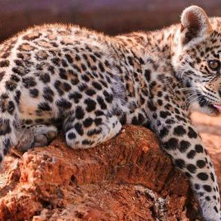 Baby jaguar hd wallpaper
