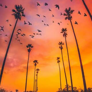 California sunset wallpaper