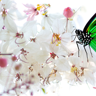 Butterfly on Flowers