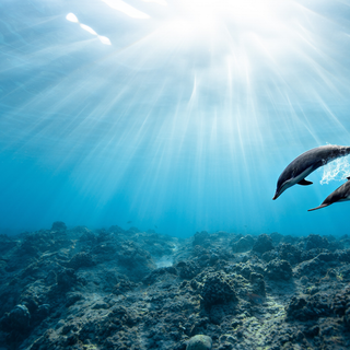 Dolphins in The Ocean