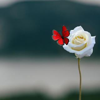 Red Butterfly on White Rose