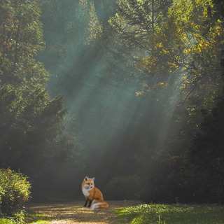 Fox Alone in Forest