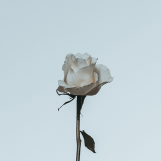 White Rose