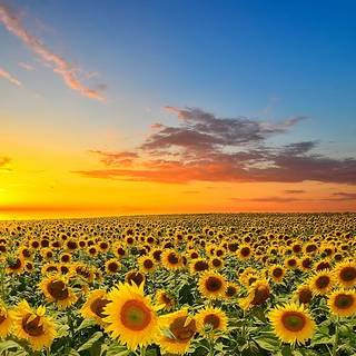 Sunflower wallpaper