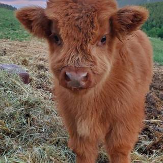 Baby Highland Cow Wallpaper