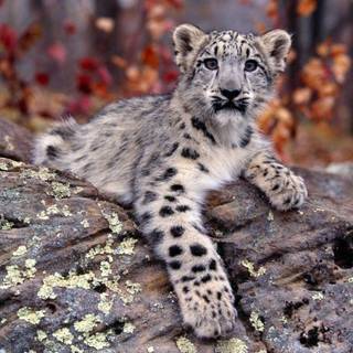 Baby Snow Leopard Wallpaper