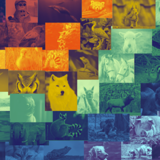 Rainbow Animal Collage