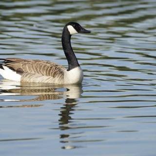 Geese swimming in water