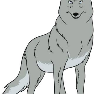 gray wolf