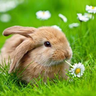 Cute bunny 