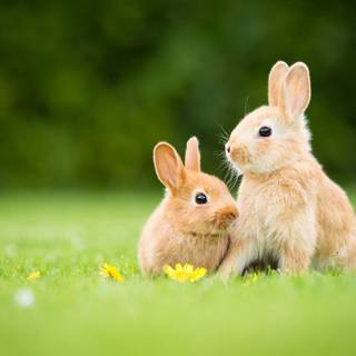Cute little bunnies