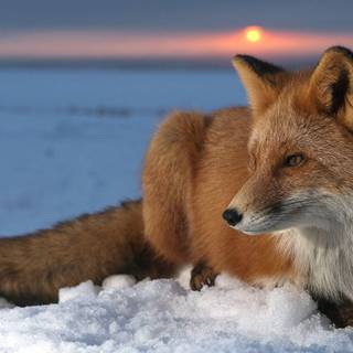 fox