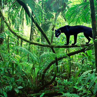 Panther in the Jungle