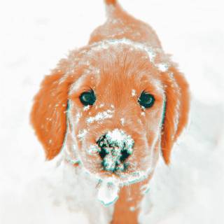 Snowy Dog Days 