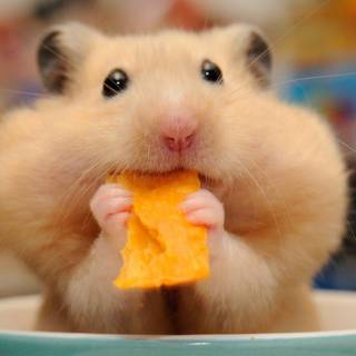 This is hazel as a hamster