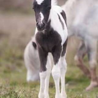 cute foal 