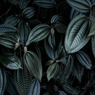 Dark Plant Desktop Wallpapers