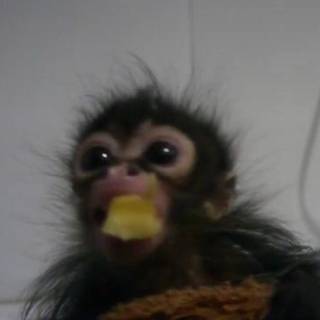 Monkey ❤️