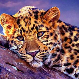 Leopard