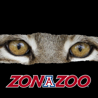 Arizona ZonaZoo Wildcat Eyes Wallpaper