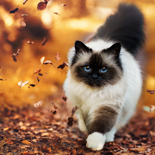 Cute Cat, Süß Katze