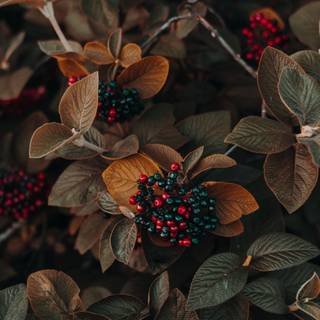 Herbst Bletter, Früchte