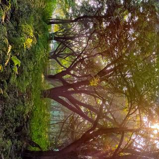 Early morning natural HD