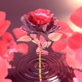 rose in water