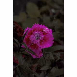 Dianthus HD wallpaper 