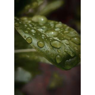 Water droplets HD 4k