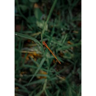 Dragon fly hd wallpaper 