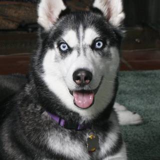 My favorite dog is a husky even tho I like cats more my favorite cat are Turkish vans