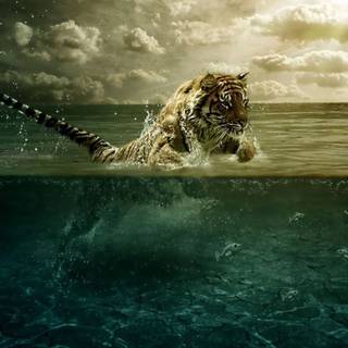 Tiger im wasser