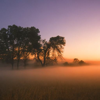 trees in the Sunrise