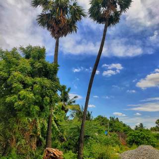 Natural tamilnadu Thiruvallur district 