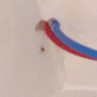 The spider in the corner of my wall 