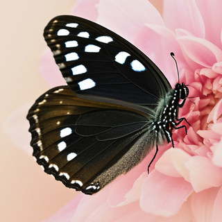 Black Butterfly on Pink Flower