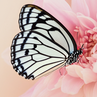 White Butterfly on Pink Flower