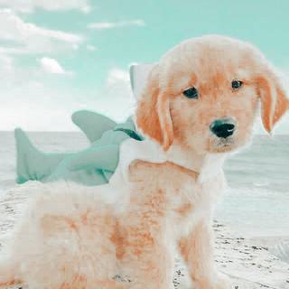 {cute doggy at the beach}