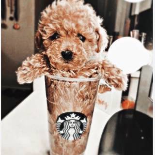 Little starbucks pup