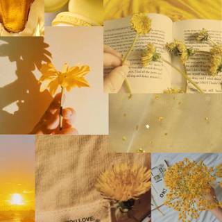 dandelion aesthetic