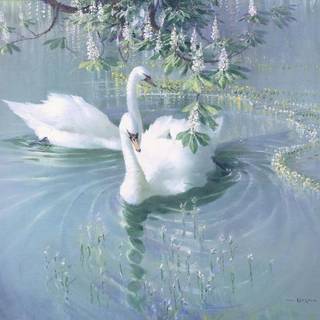 ｡･ﾟﾟ･｡Swans ｡･ﾟﾟ･｡