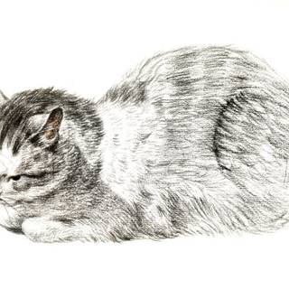 sketch of lying cat