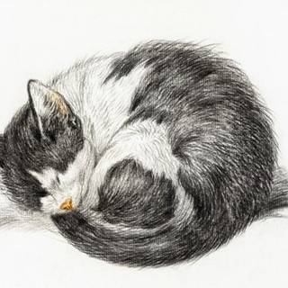 gray and white sleeping cat sketch