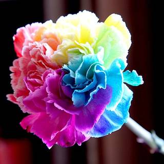 rainbow carnation