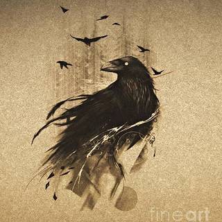 raven