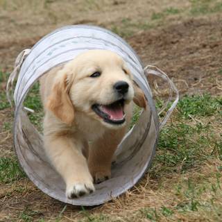 Golden Retriever Puppy
