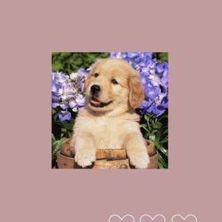 {happy little doggy}